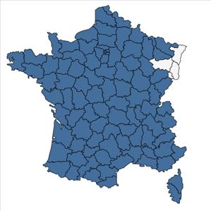 Répartition de Parietaria judaica L. en France