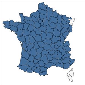 Répartition de Pyrus communis L. en France