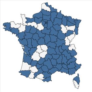 Répartition de Aristolochia clematitis L. en France